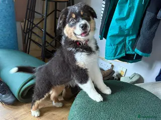 Australian Shepherd dogs Tri Australian Shepherd males Devon - Advert 10