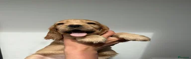 Cocker Spaniel 3