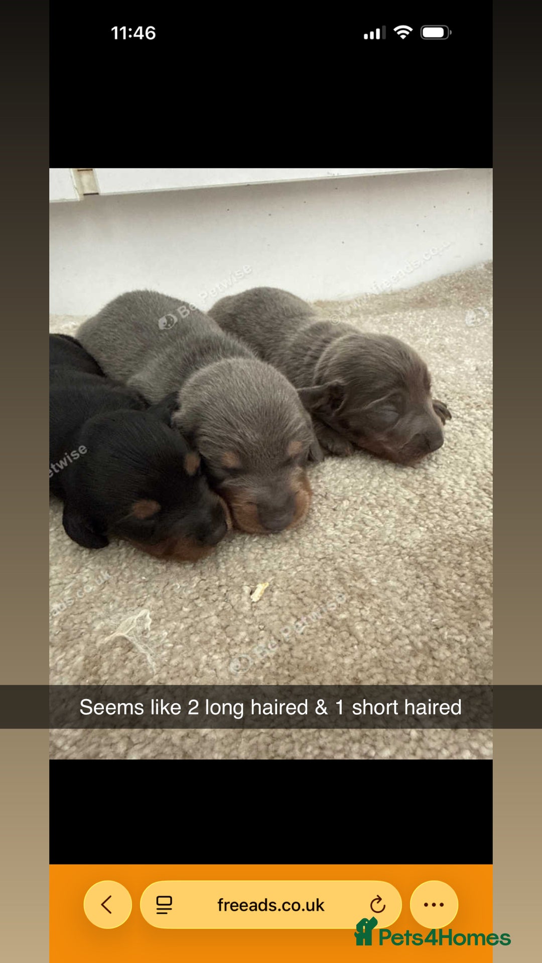 Miniature Dachshund dogs for sale: Three miniature sausage dogs, ready February 🩷 - Advert 4