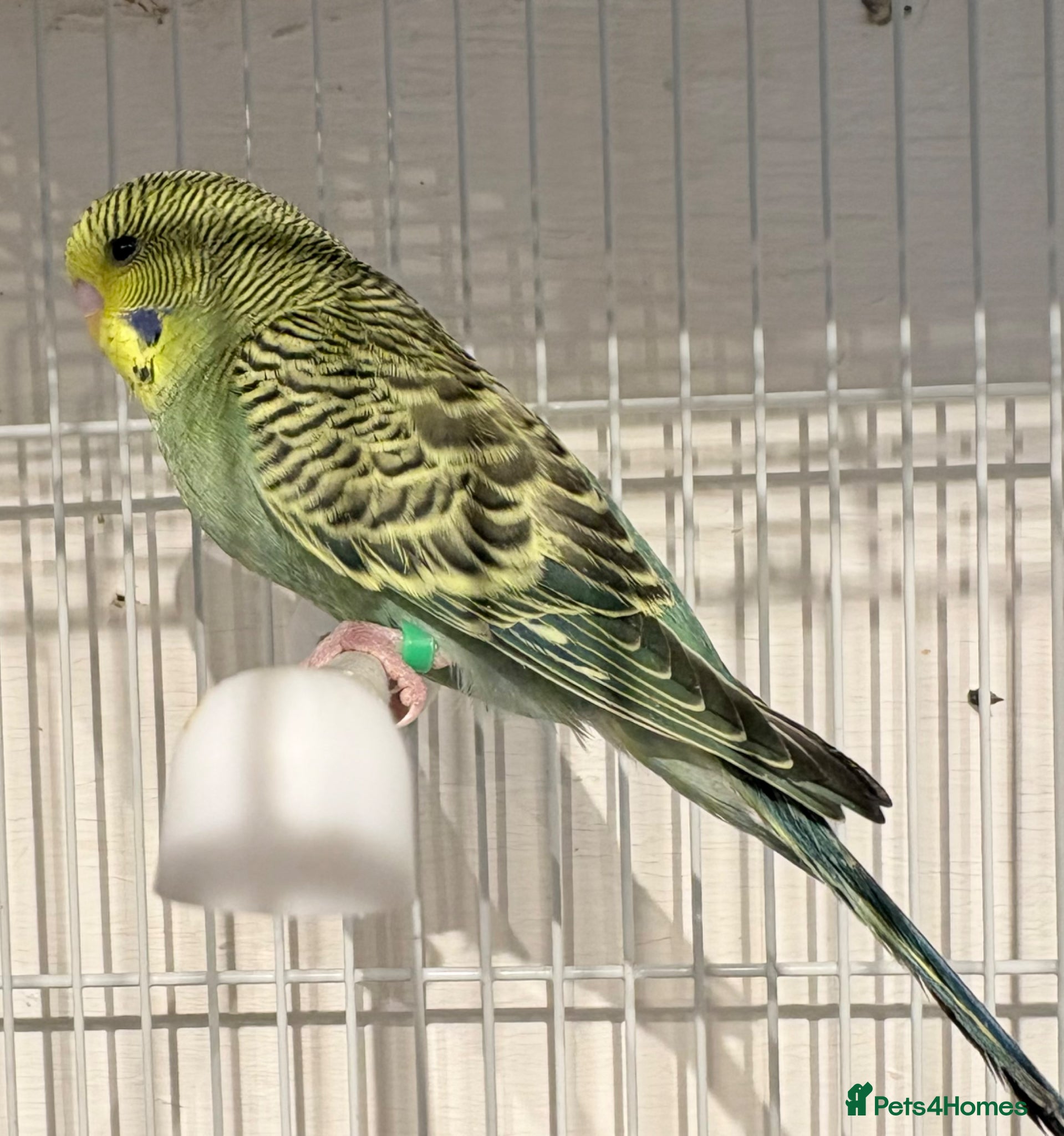 Budgerigars birds Baby budgies  - Advert 2