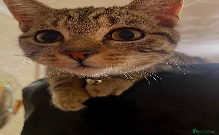 British Shorthair cats - Advert 6
