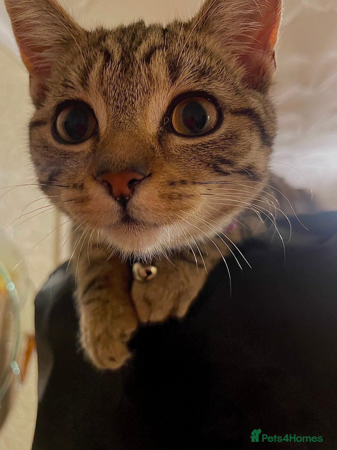 British Shorthair cats for sale: 6 month old Tabby kitten - Image 1