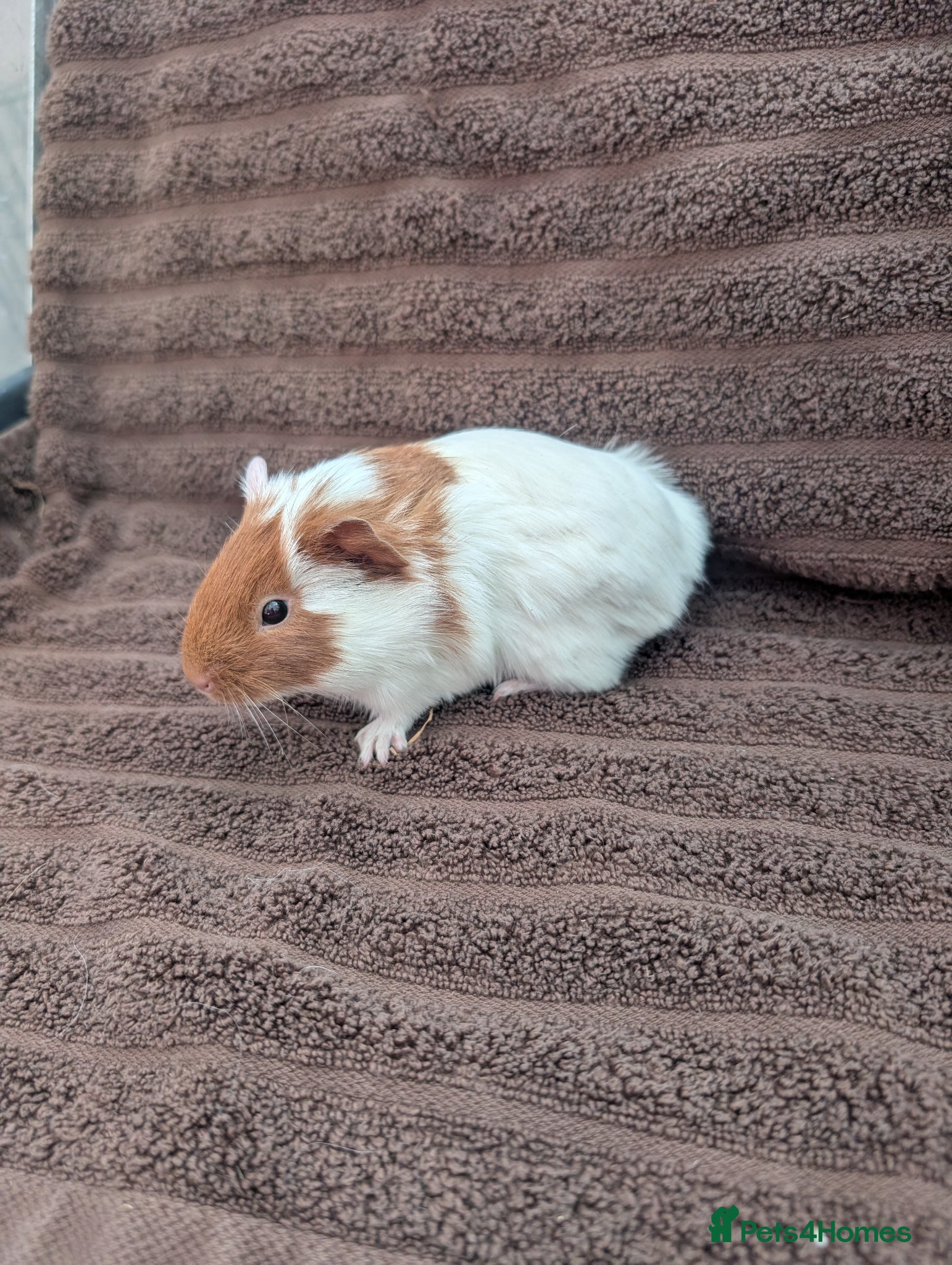 Guinea Pig rodents Baby guinea pig boys pair  - Advert 16