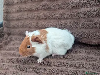 Guinea Pig rodents Baby guinea pig boys pair - Advert 16