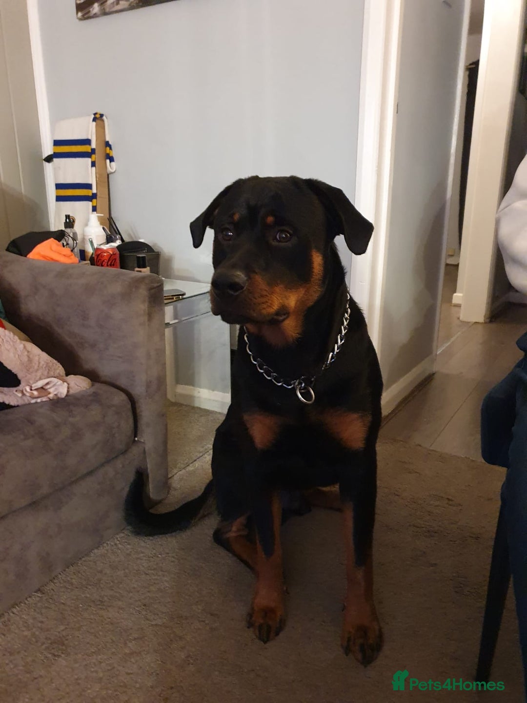 Rottweiler dogs for stud: FOR STUD ROTTWEILER  - Advert 3