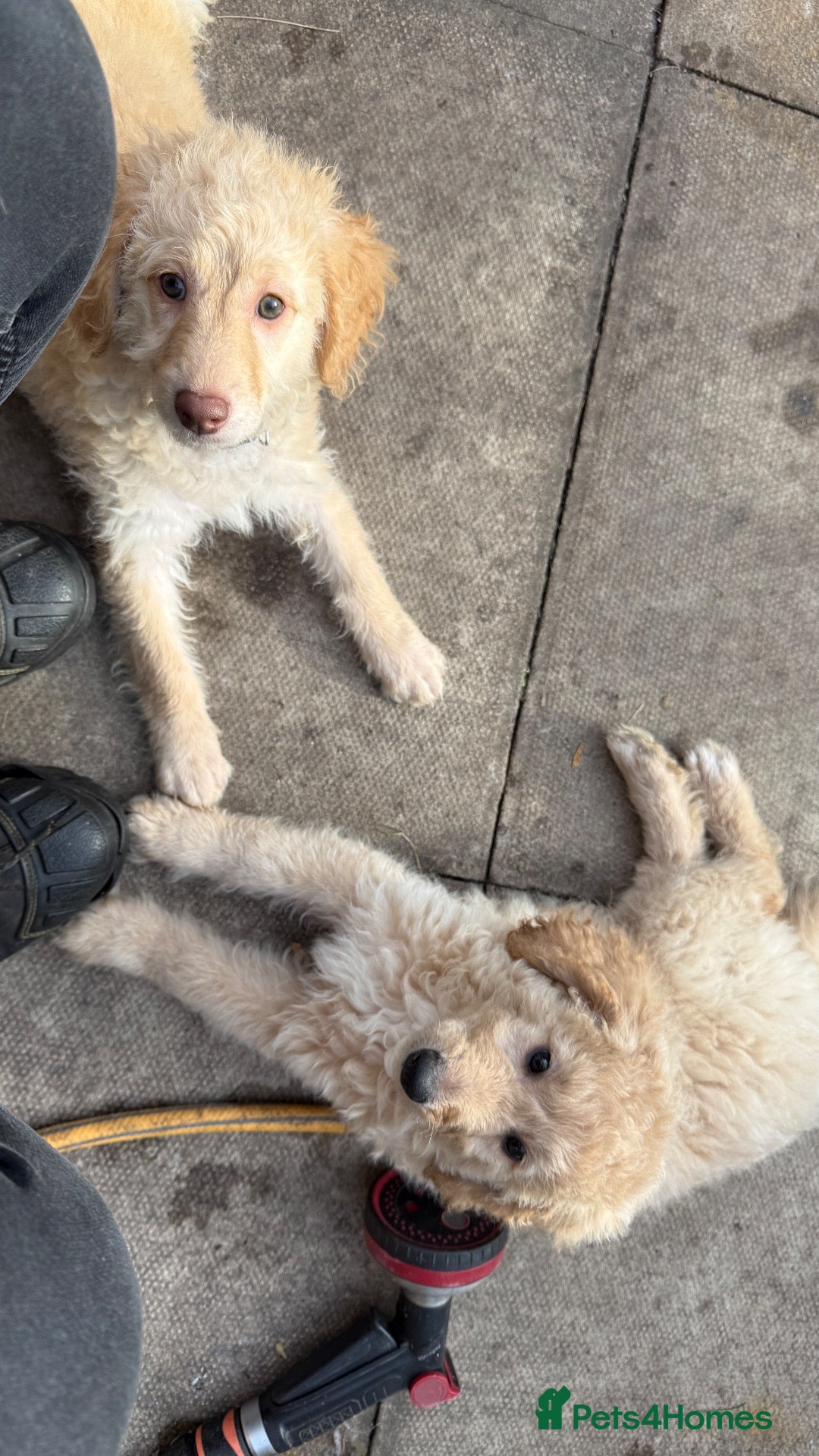 Mini Goldendoodle dogs LAST 2 GOLDENDOODLE PUPPIES - Advert 2