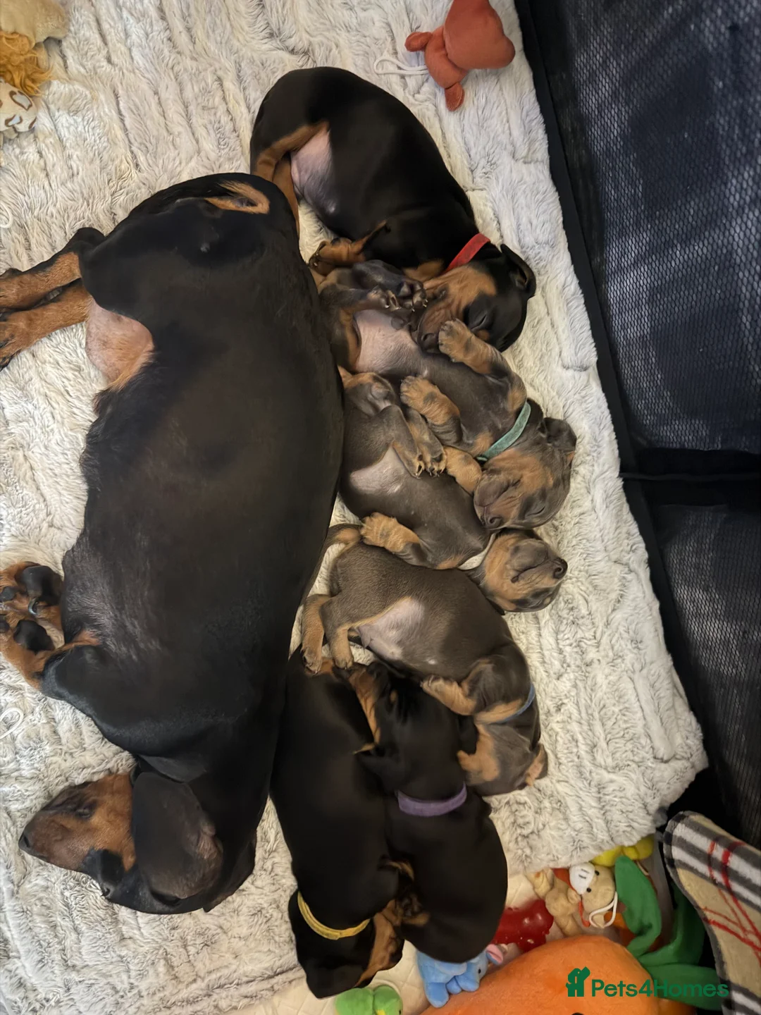 Dachshund dogs for sale: ONLY 1 DACHSHUND FEMALE LEFT DOLLY - Advert 7