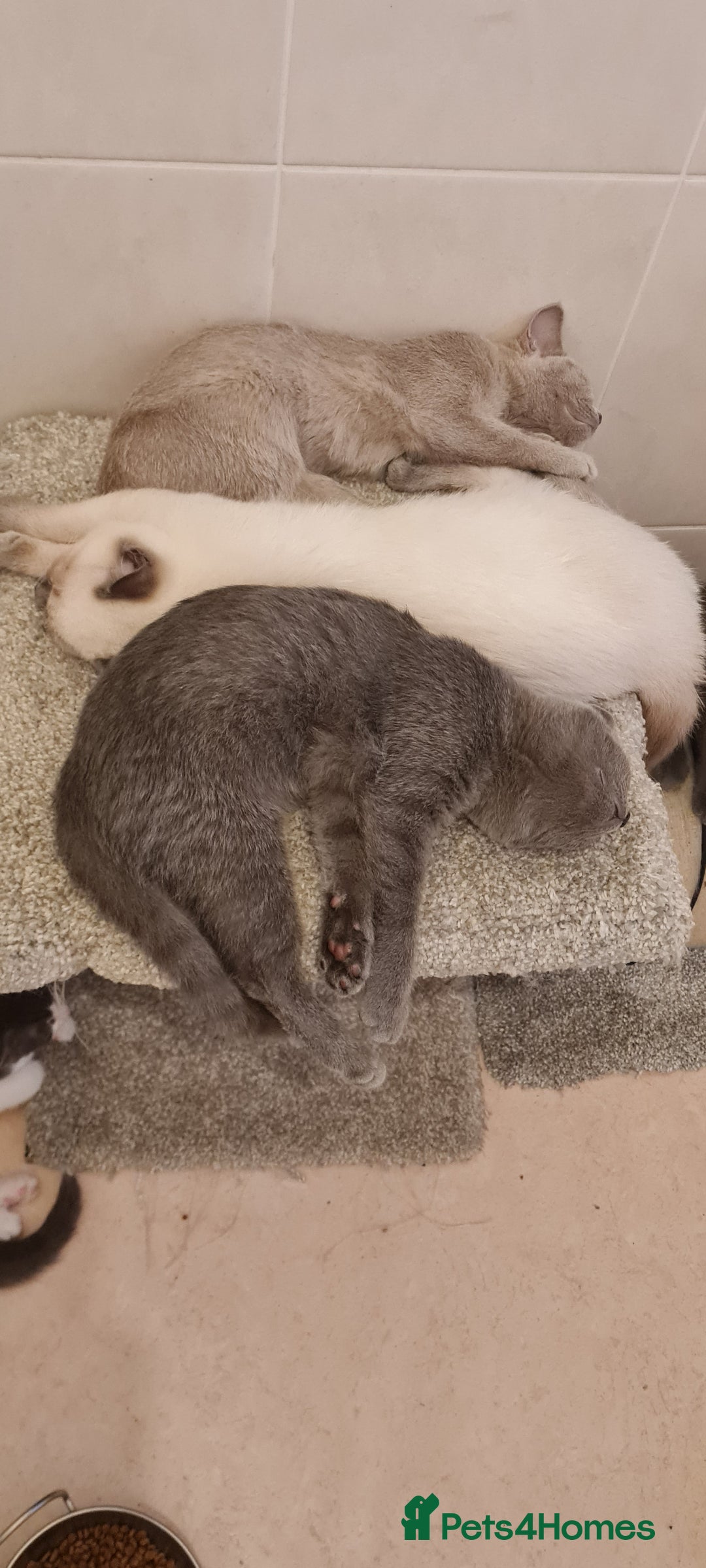 British Shorthair cats for sale: Beautiful Blue British, Lilac, Color point, Tabby  - Image 32