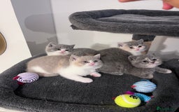 British Shorthair cats for sale:  💖Rare Colors British Shorthair Kittens💖 - Image 1