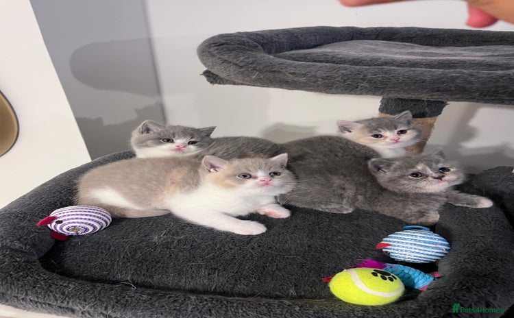 British Shorthair cats - Advert 6