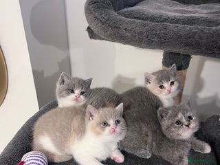 British Shorthair cats - Advert 1