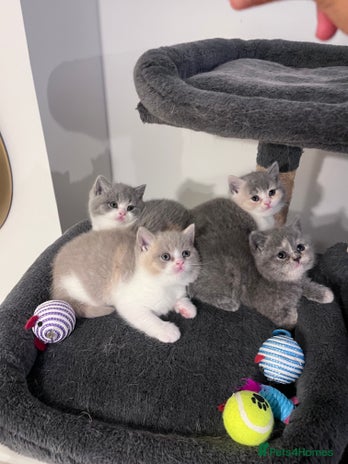British Shorthair cats - Advert 14