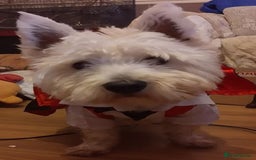 West Highland Terrier dogs for stud: For stud in Consett - Image 9
