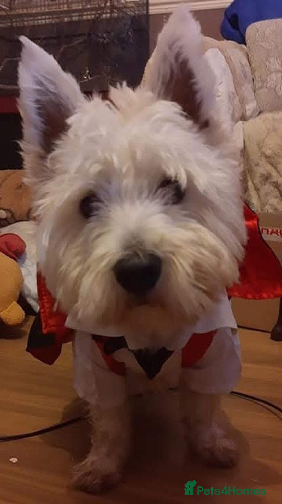 West Highland Terrier dogs for stud: For stud in Consett - Image 9