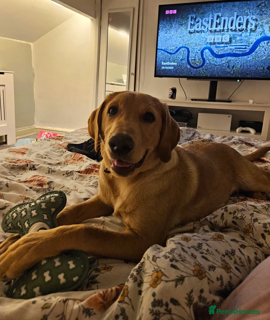 Labrador Retriever dogs for sale: Male 9 month labrador - Advert 7