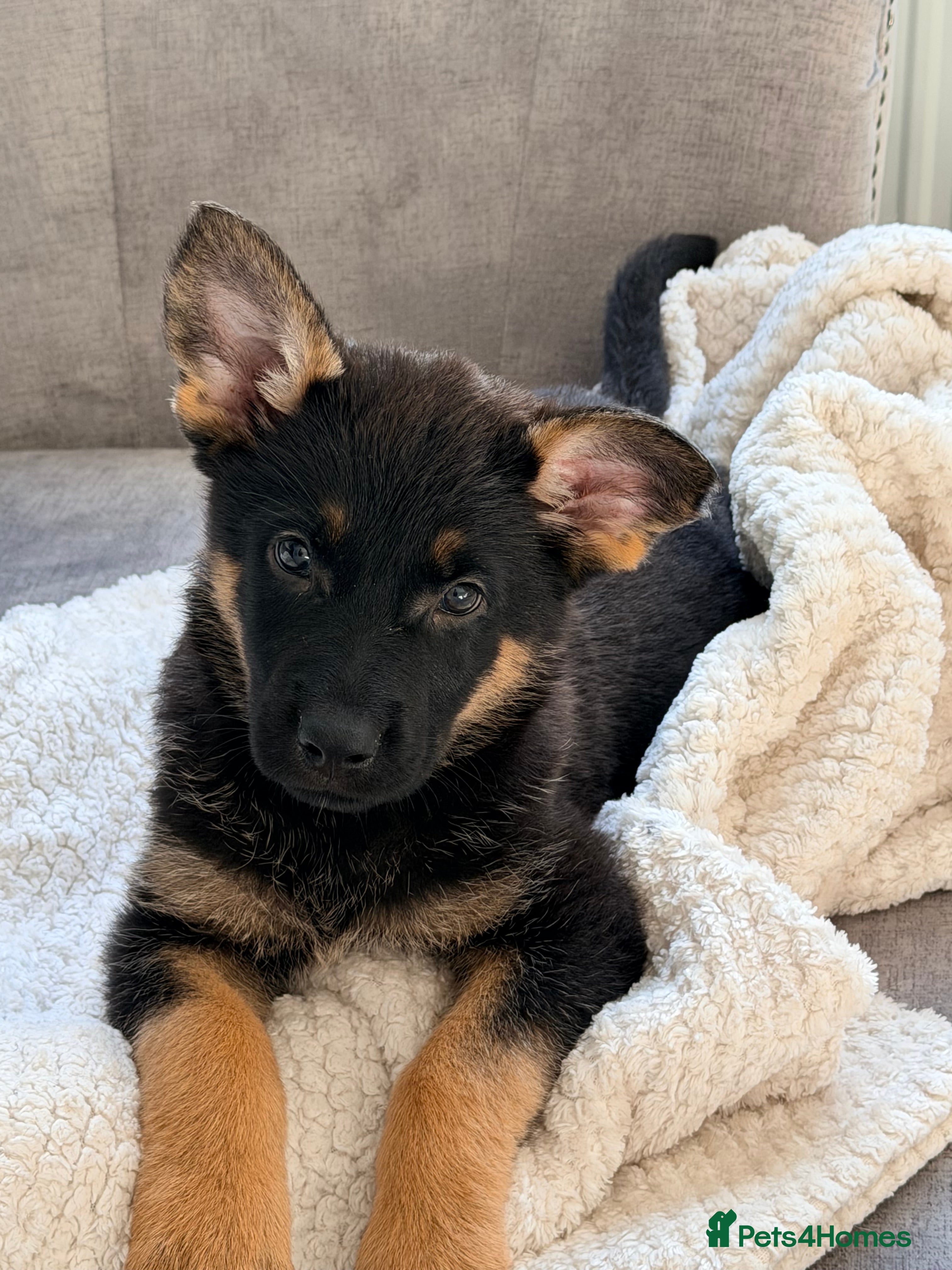 German Shepherd dogs 4x German shepard  pups females available  - Advert 13