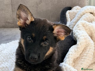 German Shepherd dogs 4x German shepard pups females available - Advert 8