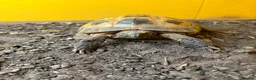 Tortoise reptiles for sale: Horsefield Tortoises  in Eastleigh - Advert 1