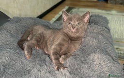 British Shorthair cats for sale: Adorable Sweet Soft British Shorthair Tabby Mix  - Image 10