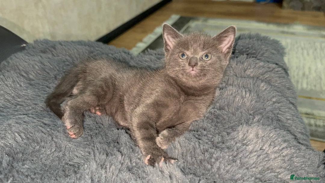 British Shorthair cats for sale: Adorable Sweet Soft British Shorthair Tabby Mix  - Image 10