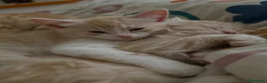 Mixed Breed 1