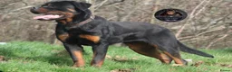 Rottweiler dogs for sale: Outstanding Strong Young Male Rottweiler For Sale - Advert 4