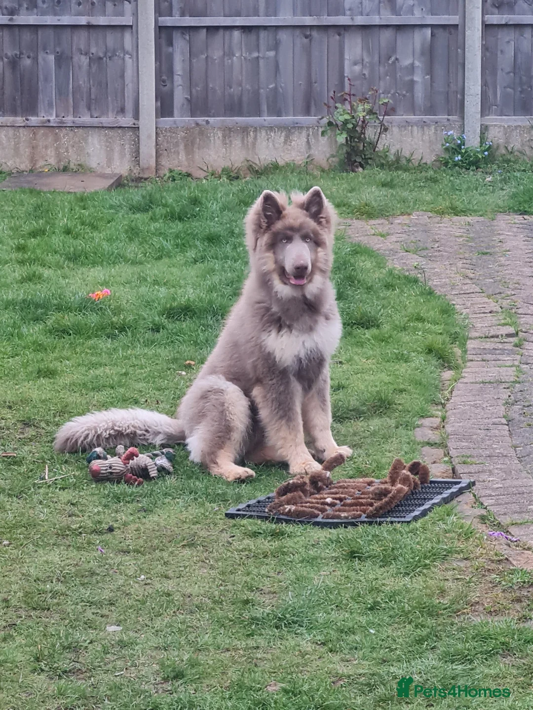 German Shepherd dogs for sale: Meet Sixty. Our Beautiful Isabella German Shepherd - Advert 24