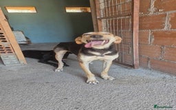 Mixed Breed dogs for adoption: Cahil , a sweet Cypriot girl  - Image 12