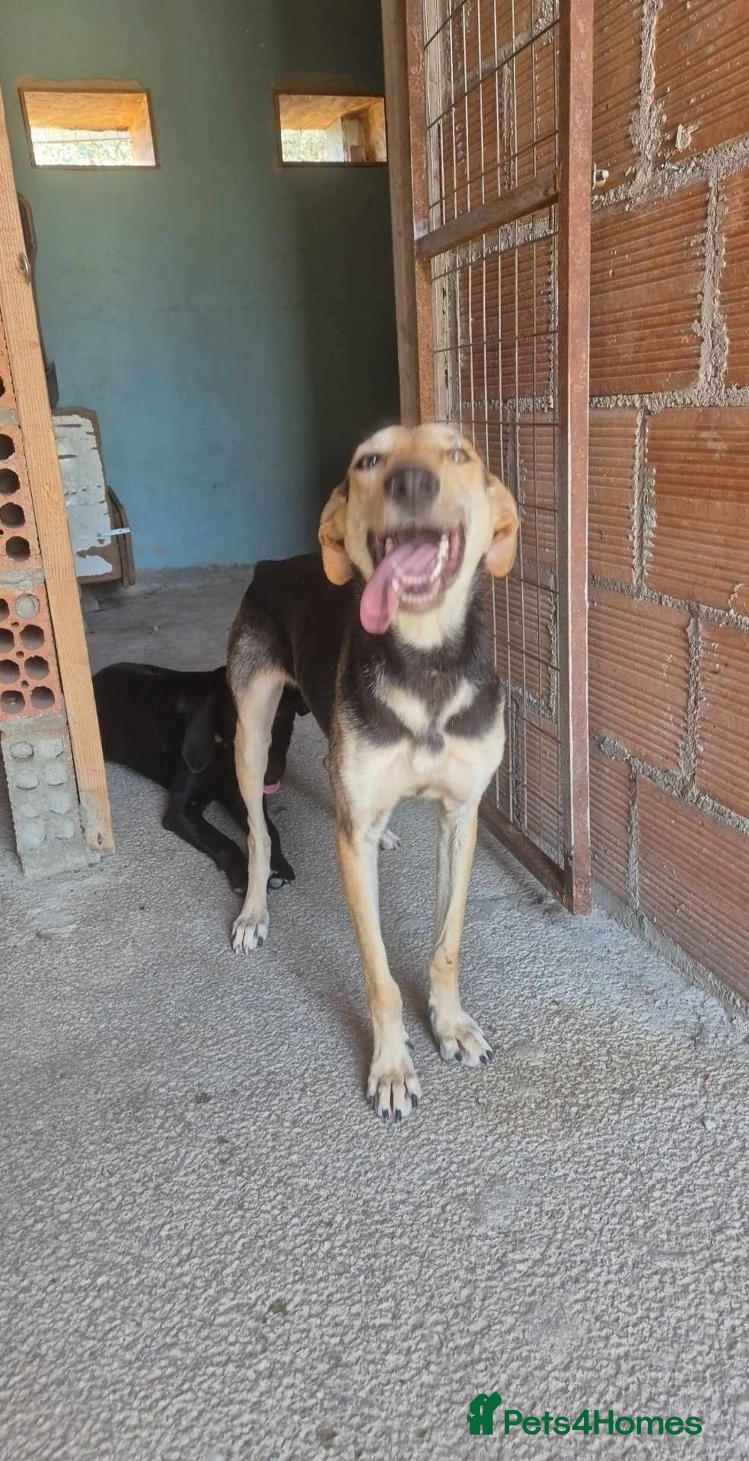 Mixed Breed dogs for adoption: Cahil , a sweet Cypriot girl  - Image 12