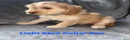 Cockapoo dogs for sale: F1 Cockapoo Puppies READY TO LEAVE - Advert 35
