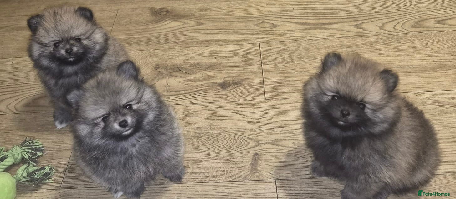 Pomeranian dogs ❤️🐶 Stunning 😍 Pomeranian puppies 🐶❤️ - Advert 17