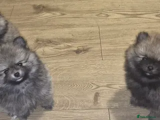 Pomeranian dogs ❤️🐶 Stunning 😍 Pomeranian puppies 🐶❤️ - Advert 17