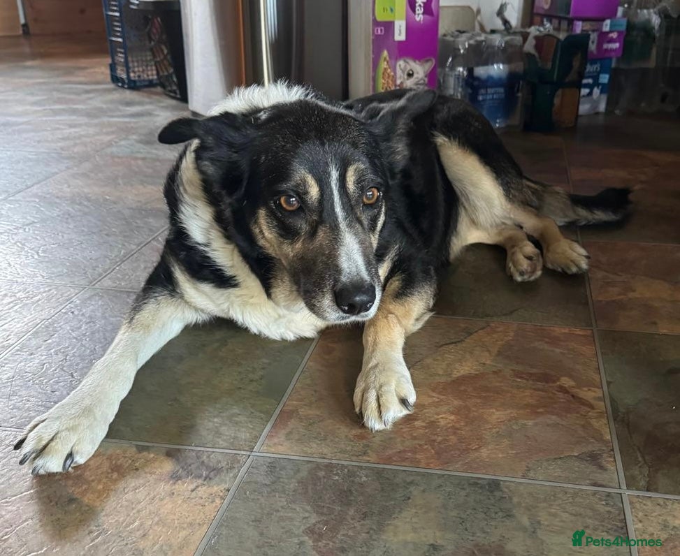 Border Collie dogs 3 Border Collie Tri-Coloured Puppies - Advert 5