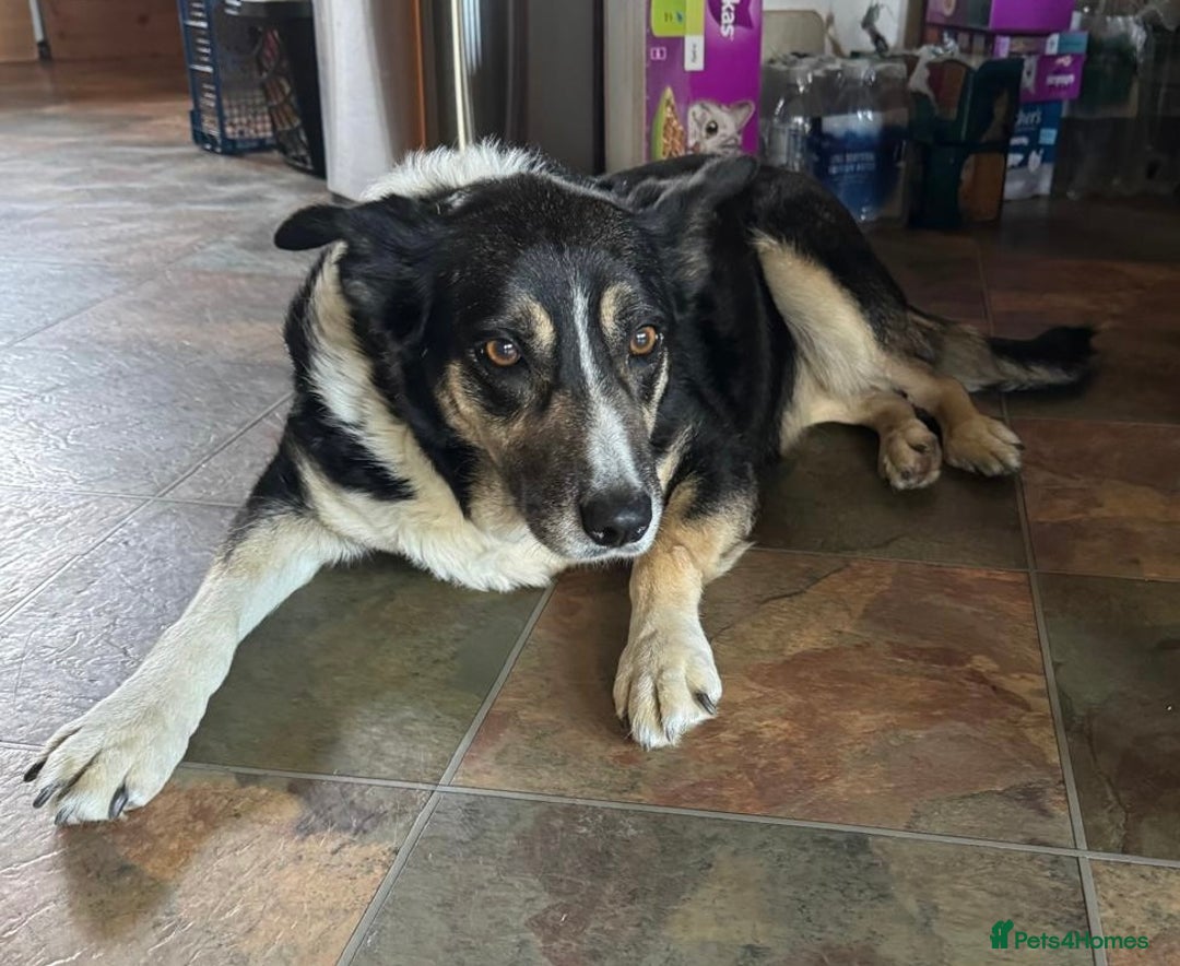 Border Collie dogs for sale: 3 Border Collie Tri-Coloured Puppies - Advert 3
