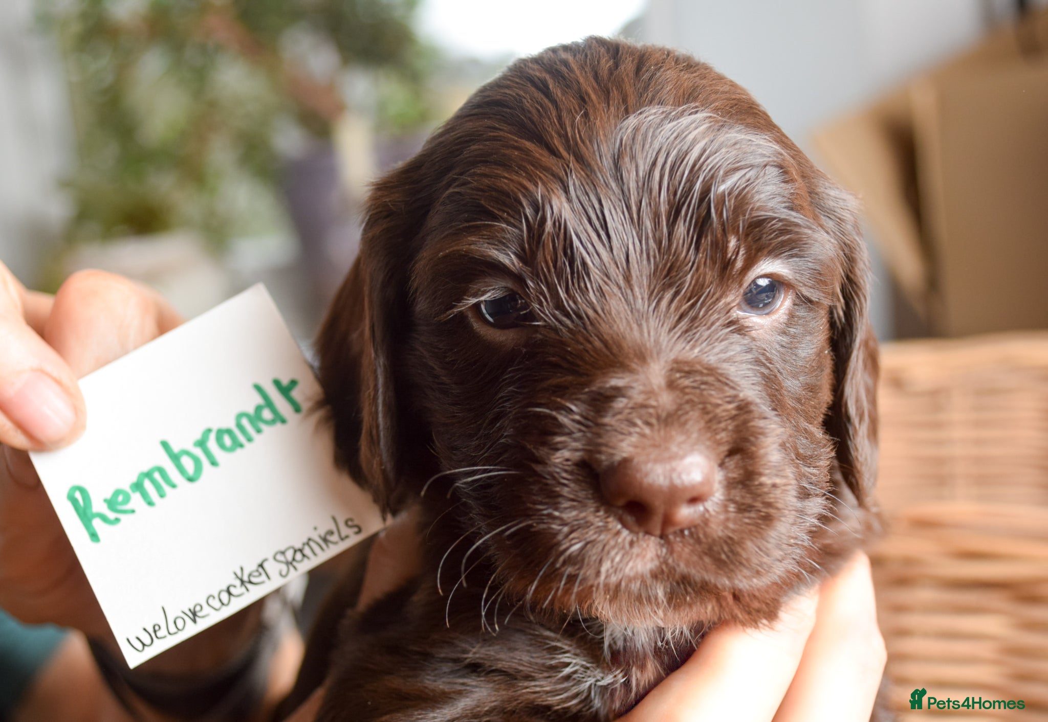 Cocker Spaniel dogs Stunning Cocker Pup. KC & Health Tested - Advert 2