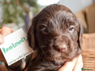 Cocker Spaniel dogs Stunning Cocker Pup. KC & Health Tested - Advert 2