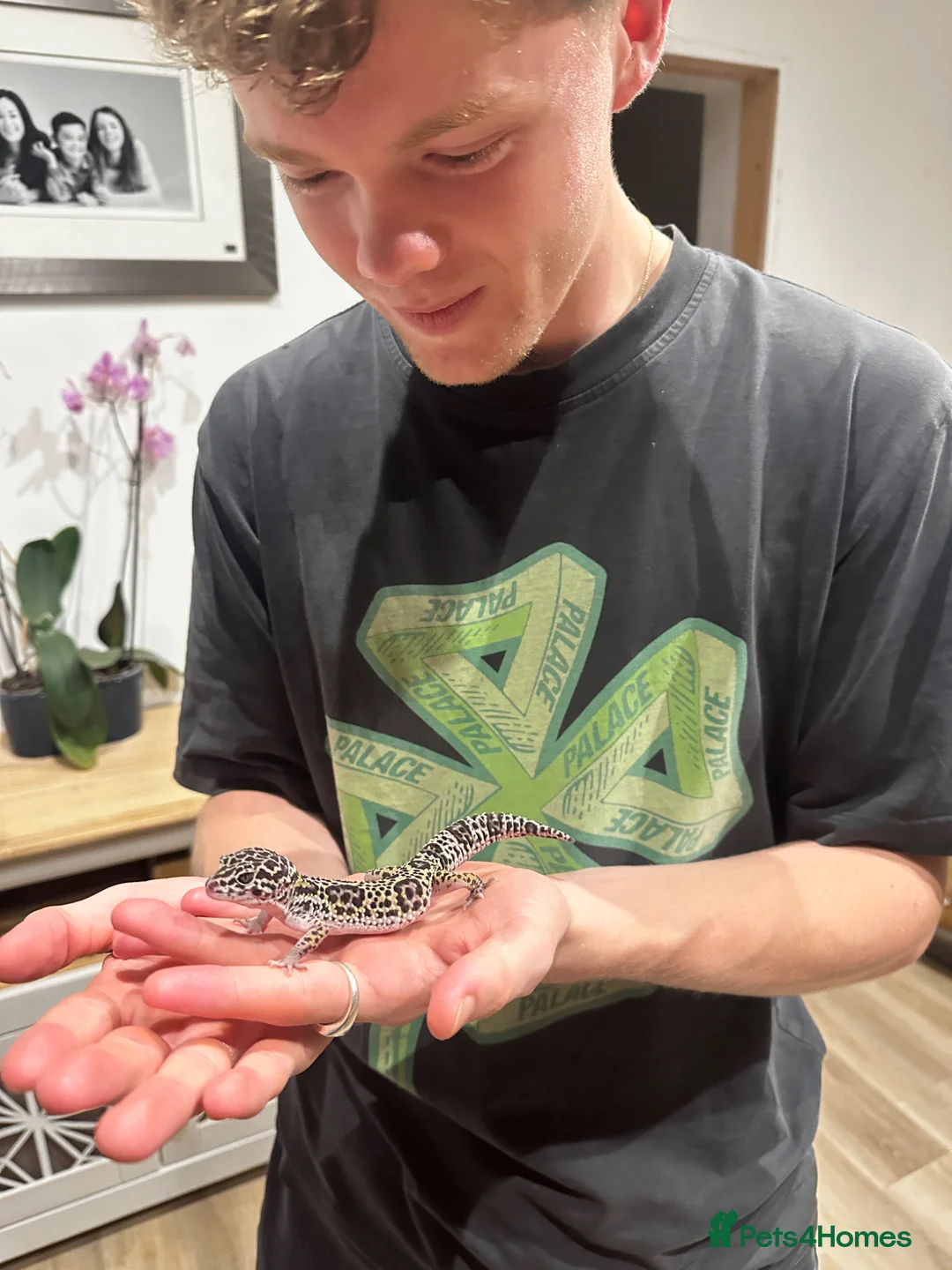 Gecko reptiles for sale: Leopard Gecko  - Advert 2