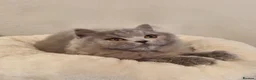 British Shorthair cats for sale: Stunning British Shorthair & Longhair Kittens  - Advert 34