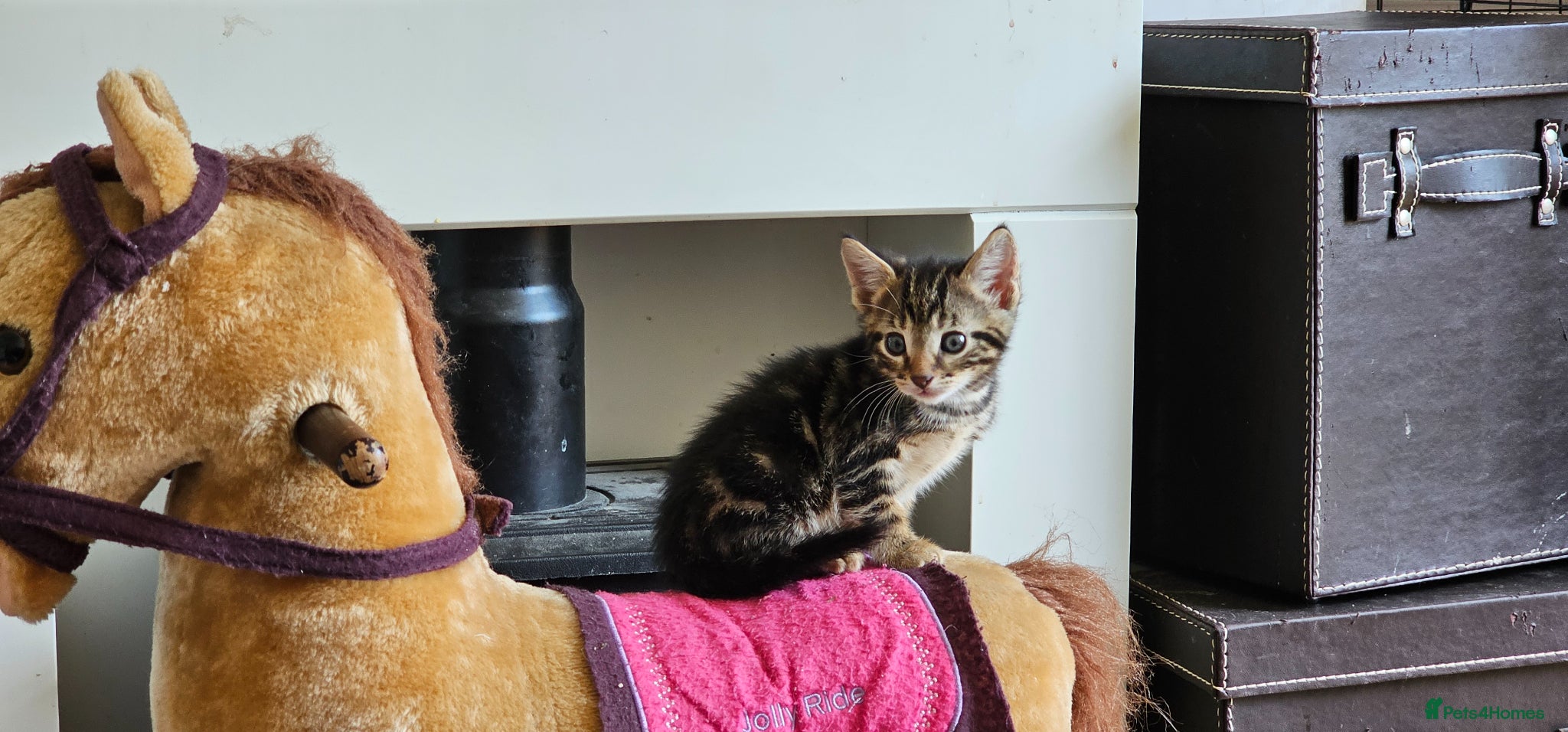 Savannah Kitten 1