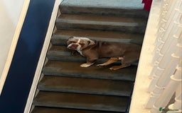 English Bulldog dogs for sale: Rehomimg due to break up - Image 5