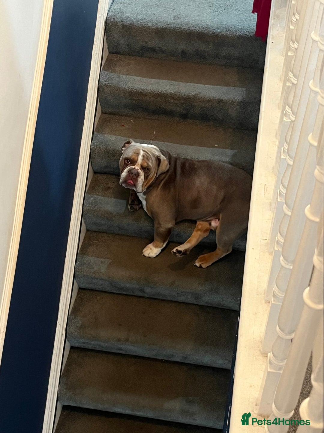 English Bulldog dogs for sale: Rehomimg due to break up - Image 5