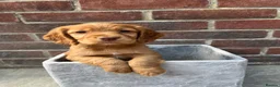Sprocker dogs for sale: Working Sprocker Puppies - Advert 5