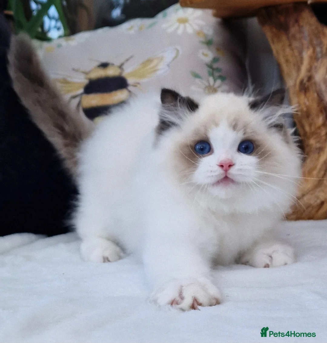 Ragdoll cats for sale: 🎀🐈Exclusive quality kittens🏆Champion parents🐈 - Advert 1