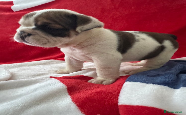 English Bulldog dogs - Advert 1
