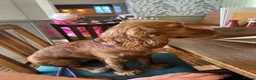 Cocker Spaniel dogs for sale: Top class red working cocker Spainel’s - Advert 21
