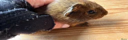 Guinea Pig rodents for sale: 2 Abyssinian x Rex and 3 teddy x Cali sows ready  - Advert 4