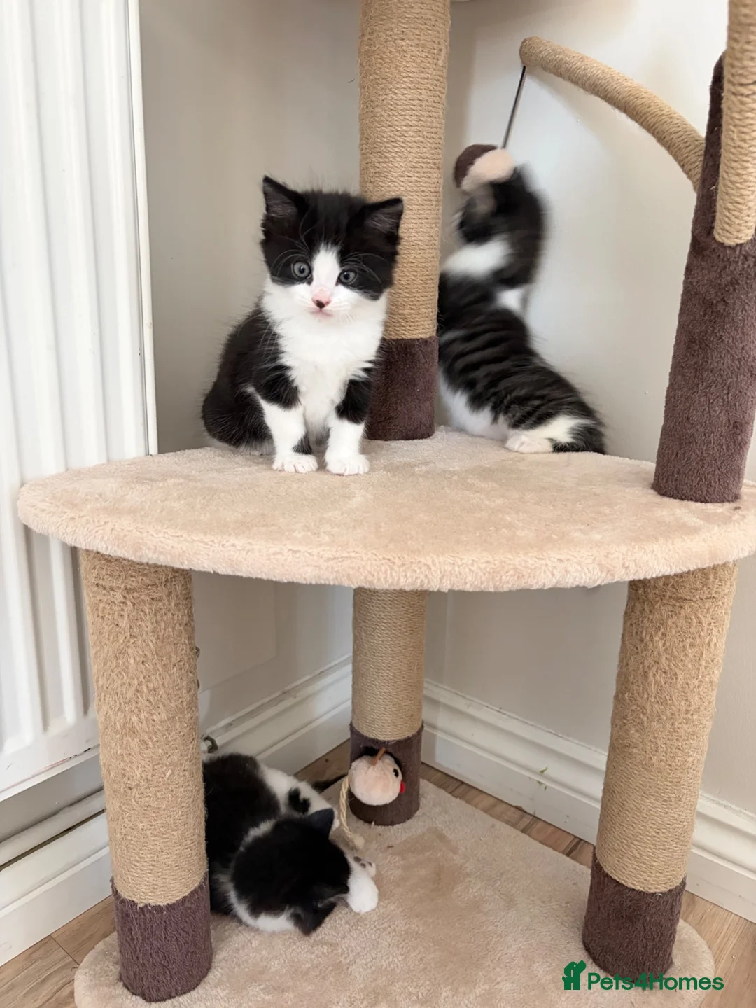 Mixed Breed cats for sale: 4 little kittens on sale in Chelmsford - Advert 2