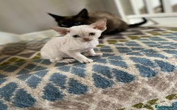 Devon Rex cats for sale: 2 beautiful female Devon Rex kittens  - Image 1