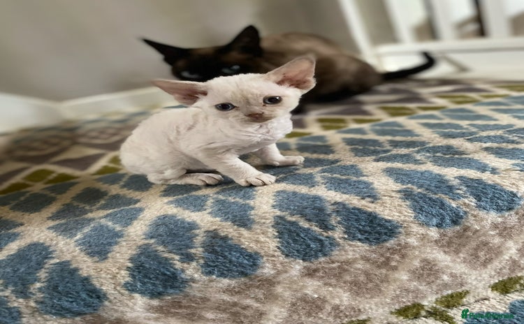 Devon Rex cats - Advert 4