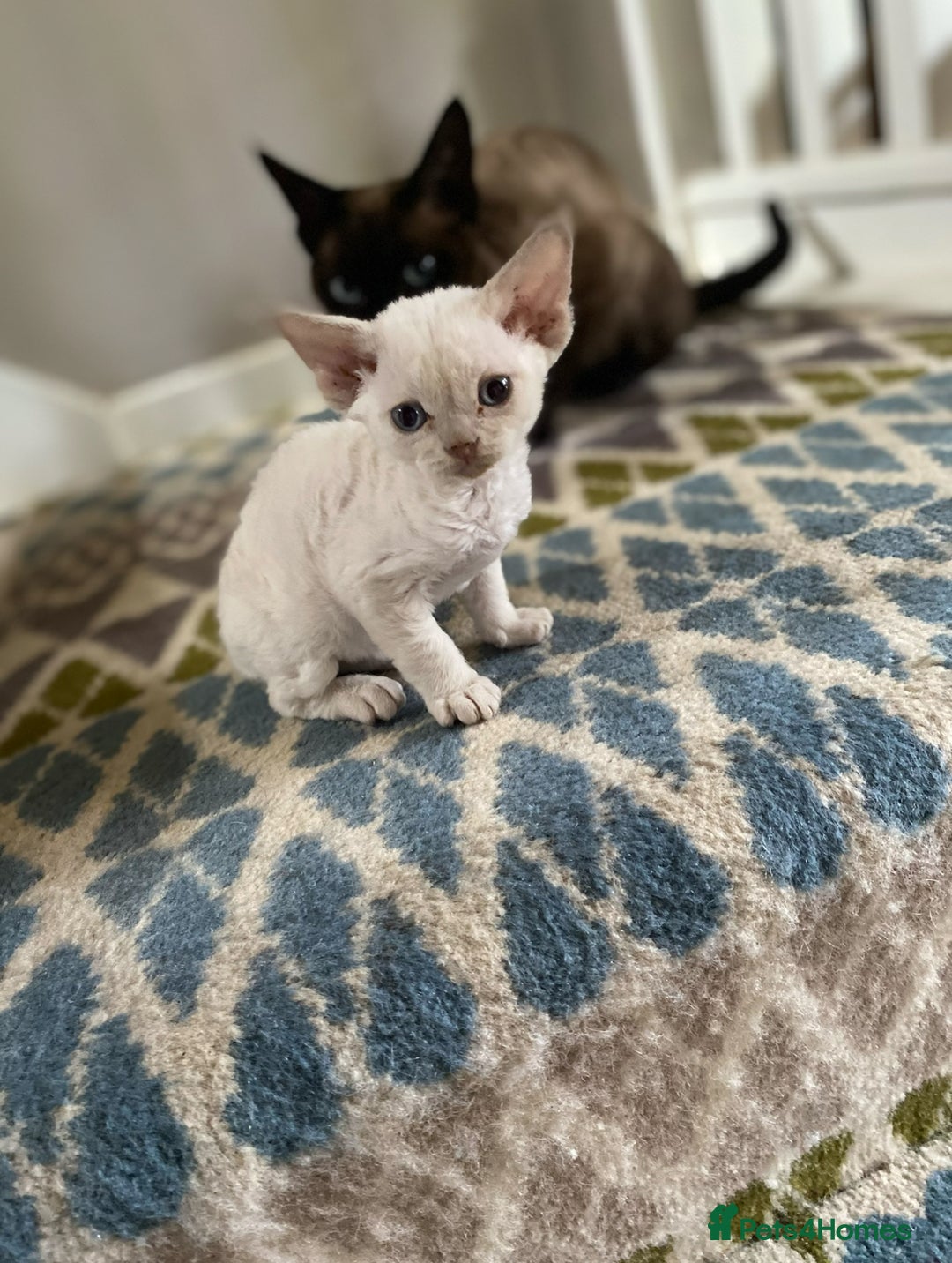 Devon Rex cats for sale: 2 beautiful female Devon Rex kittens  - Image 1